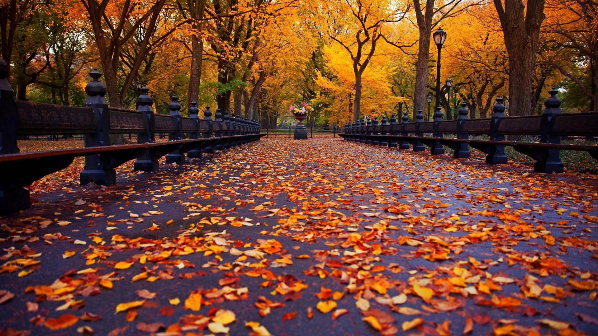 1920x1080 Download Aesthetic Fall Central Park Wallpaper