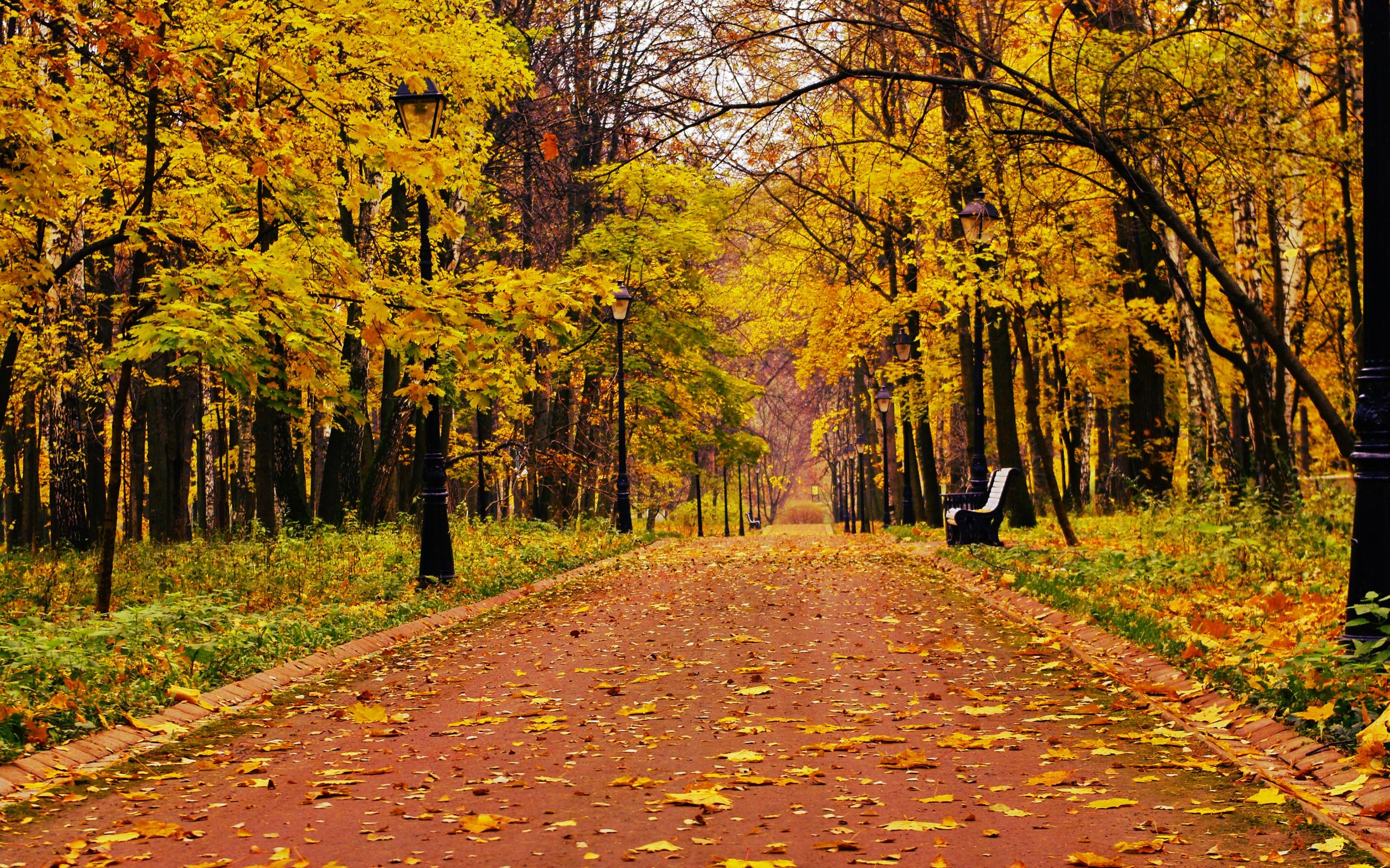 2880x1800 park, Forest, Alone, Bench, Bench, Mood, Autumn, Fall Wallpaper HD / Desktop and Mobile Background