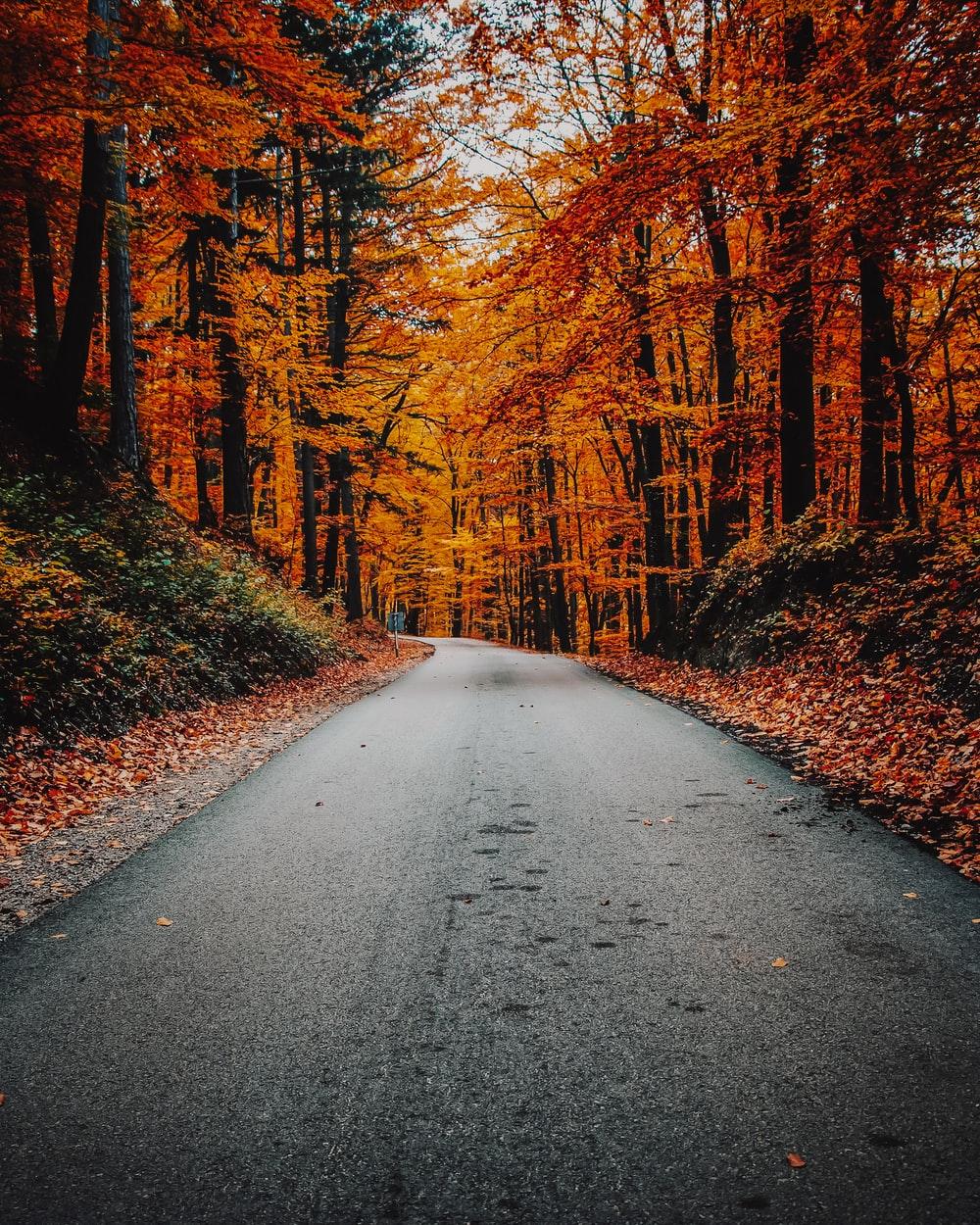 1000x1250 Fall Wallpaper