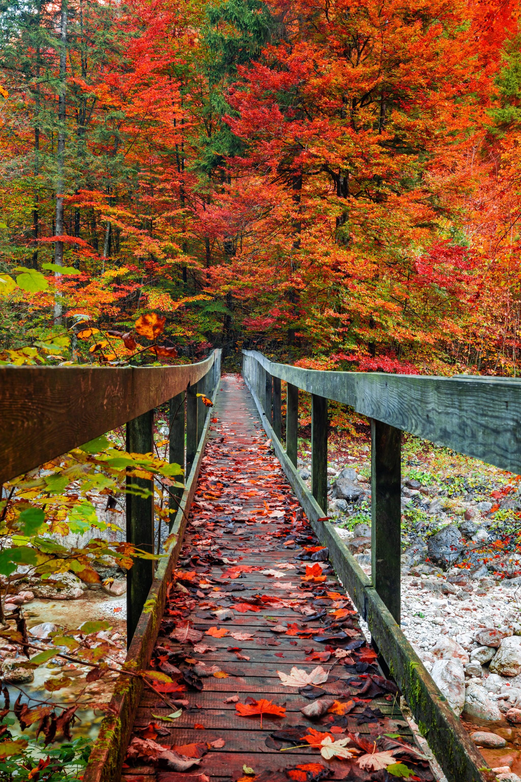 2048x3072 Fall Background: Fall Bridge iPhone Wallpaper Fall iPhone Wallpaper That'll Instantly Make You Feel Cozy. Tech Photo 19