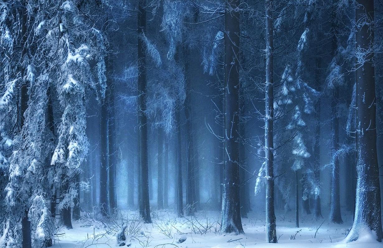 1230x799 nature landscape blue forest snow winter mist sunlight trees fairy tale cold switzerland Gallery HD Wallpaper