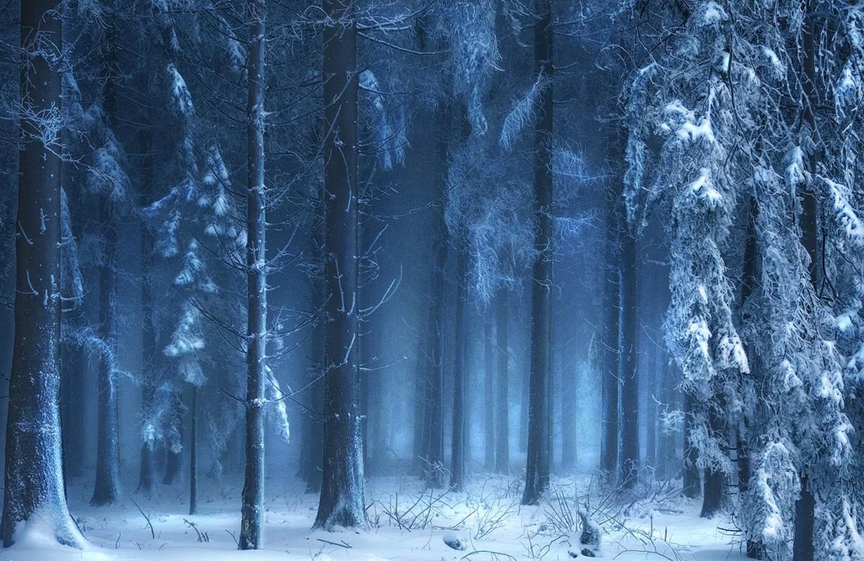 1230x799 cold, trees, snow, fairy tale, landscape, forest, mist, Switzerland, blue, nature, winter, sunlight Gallery HD Wallpaper