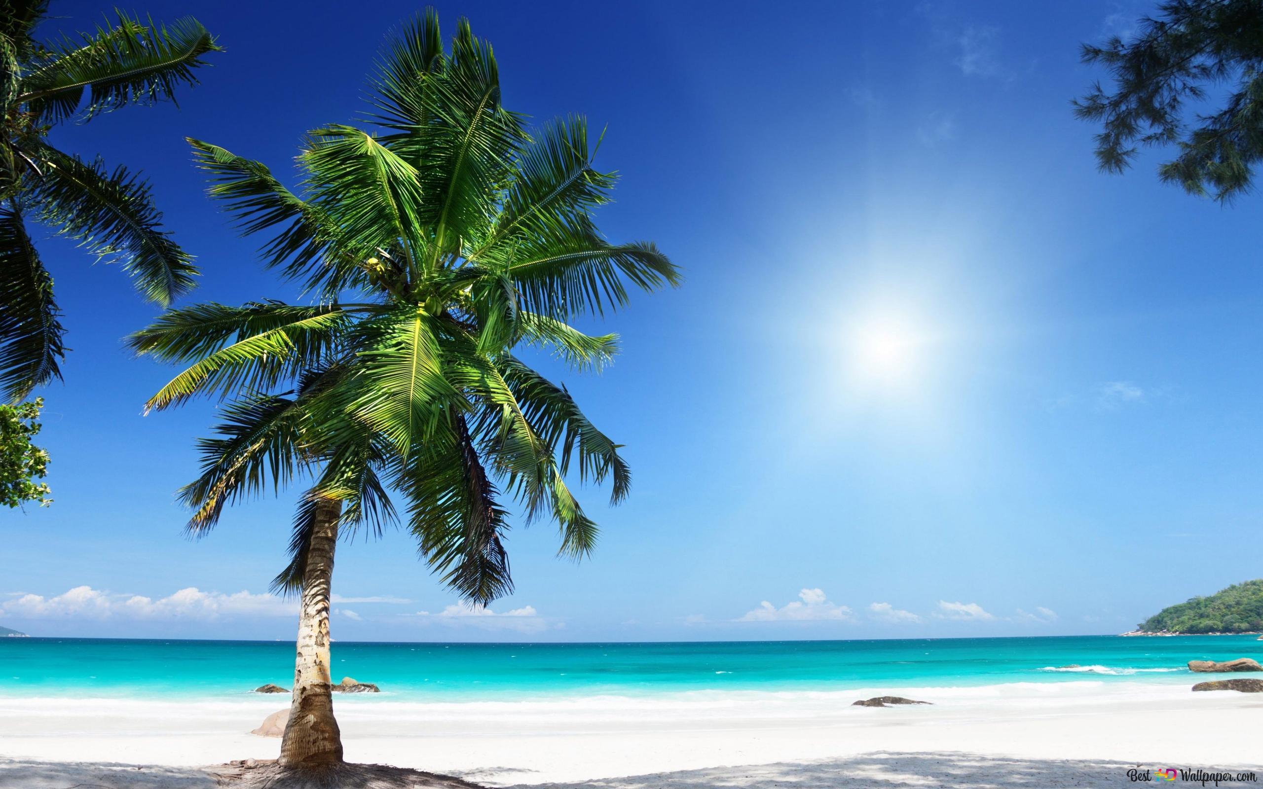 2560x1600 Palm Tree on Tropical Beach 4K wallpaper download