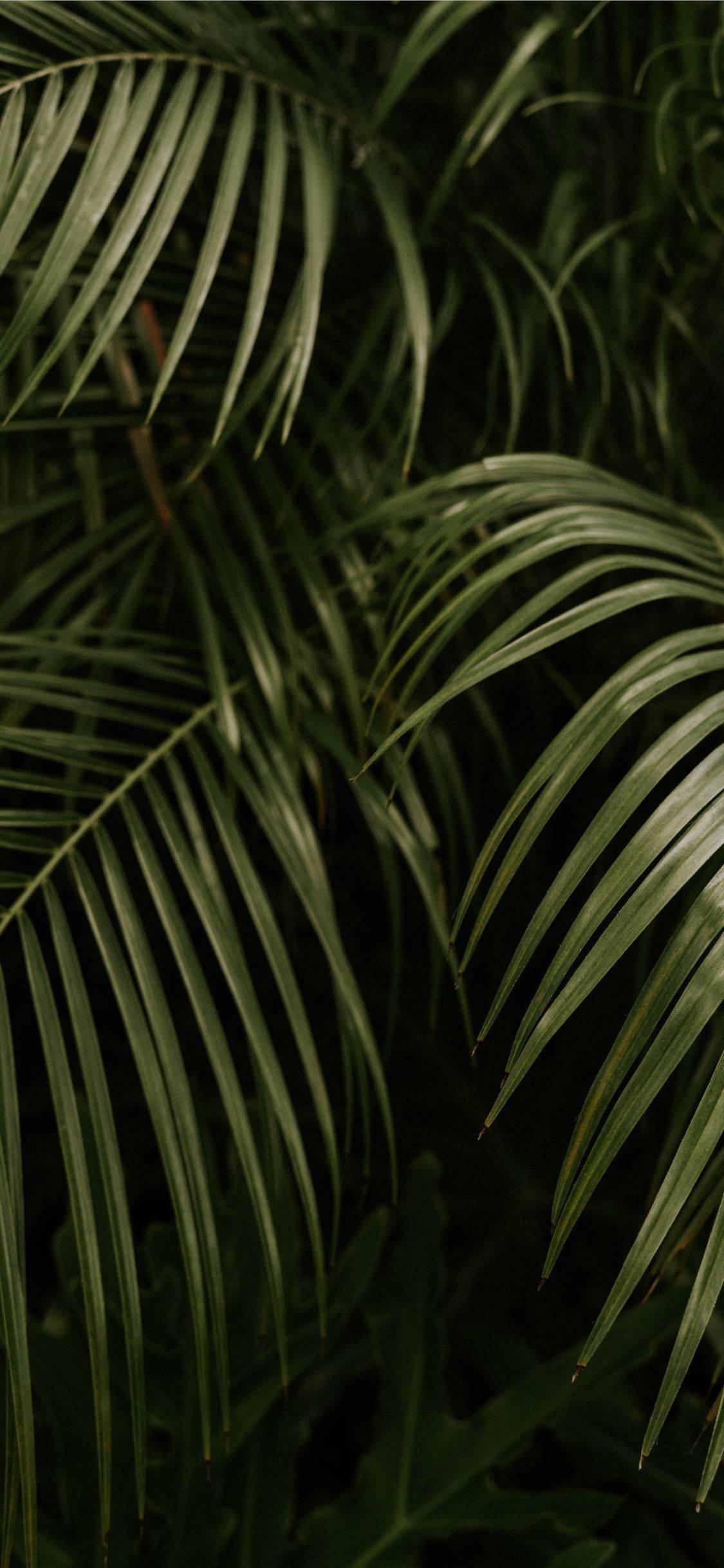 1125x2436 Download Palm Tree Leaves iPhone Wallpaper