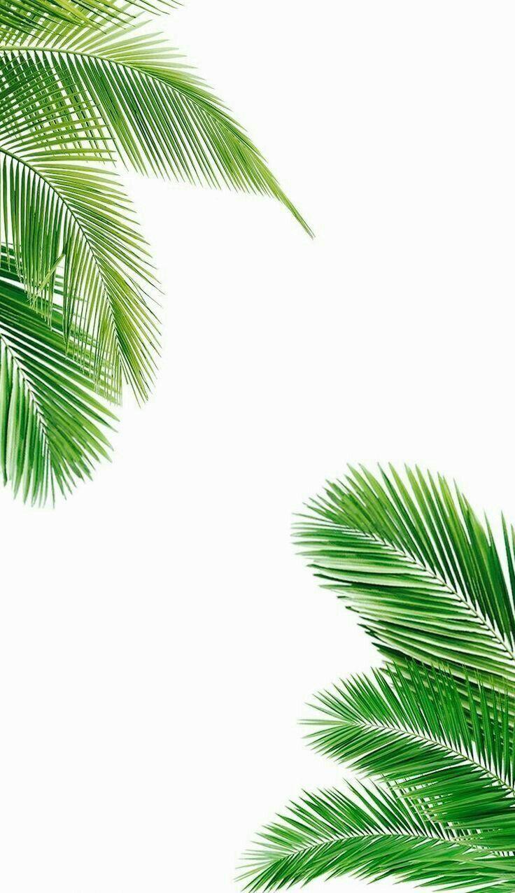 736x1276 Wallpaper ✰. Palm trees wallpaper, Tree wallpaper, Wallpaper gallery