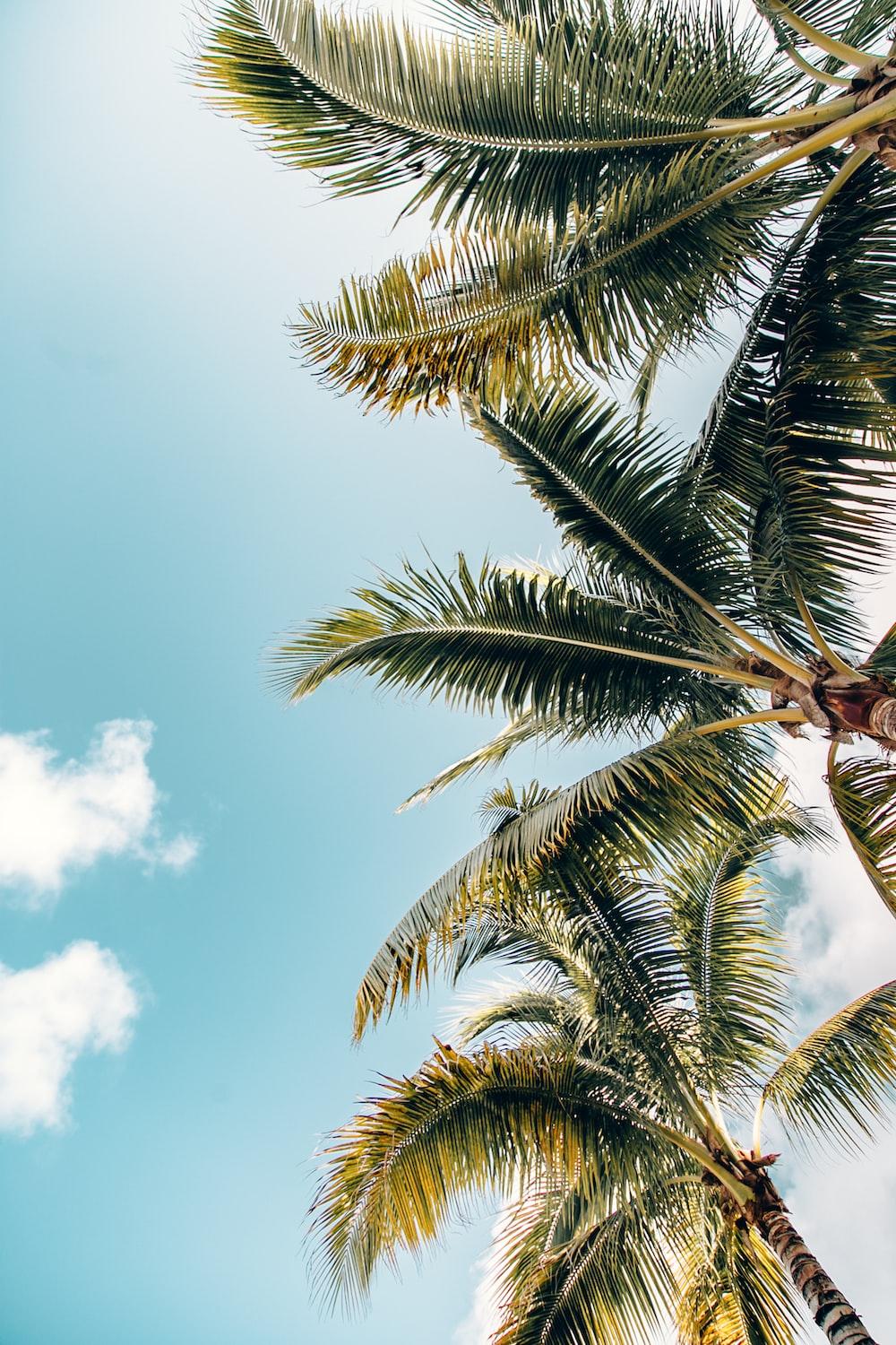 1000x1500 Palm Leaves Picture [HQ]. Download Free Image