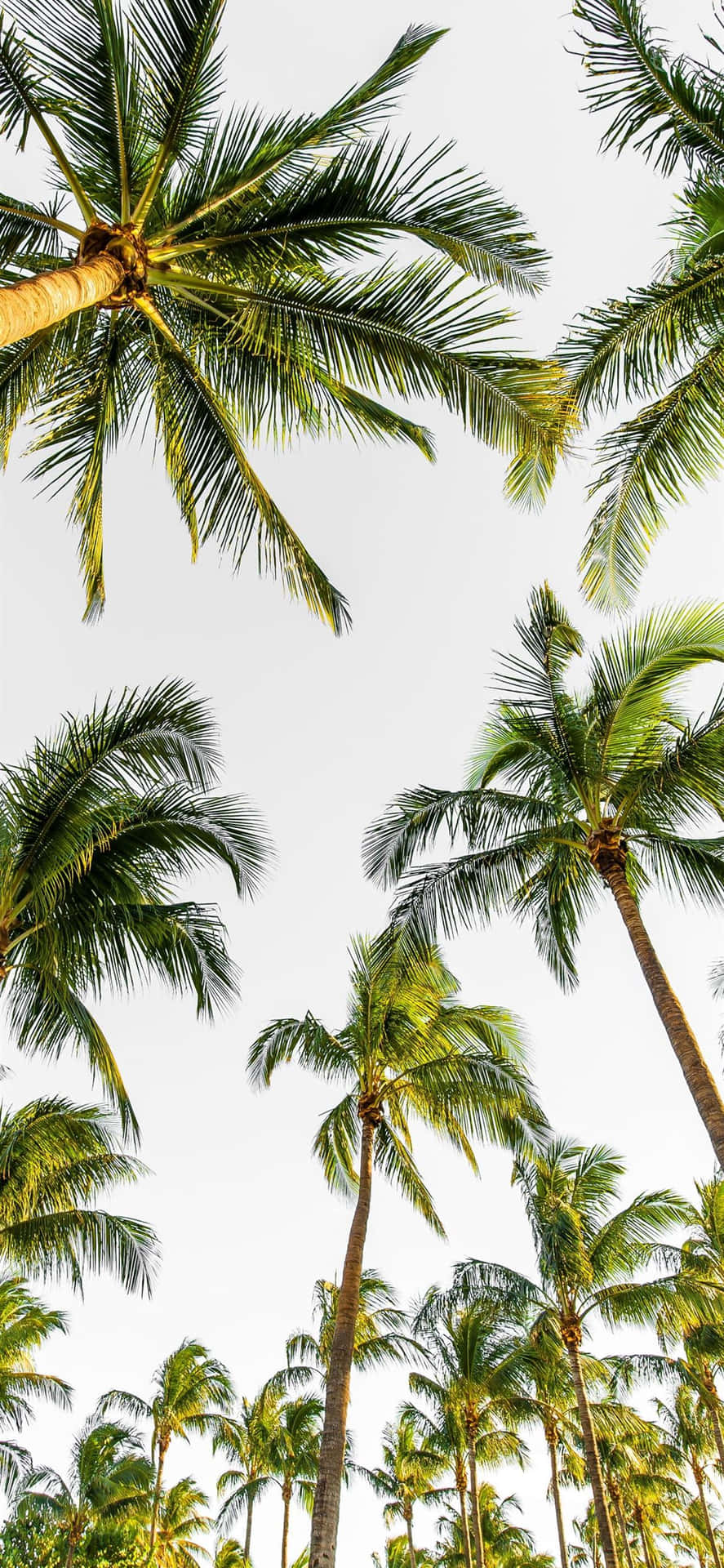 887x1920 Download Palm Tree iPhone Wallpaper