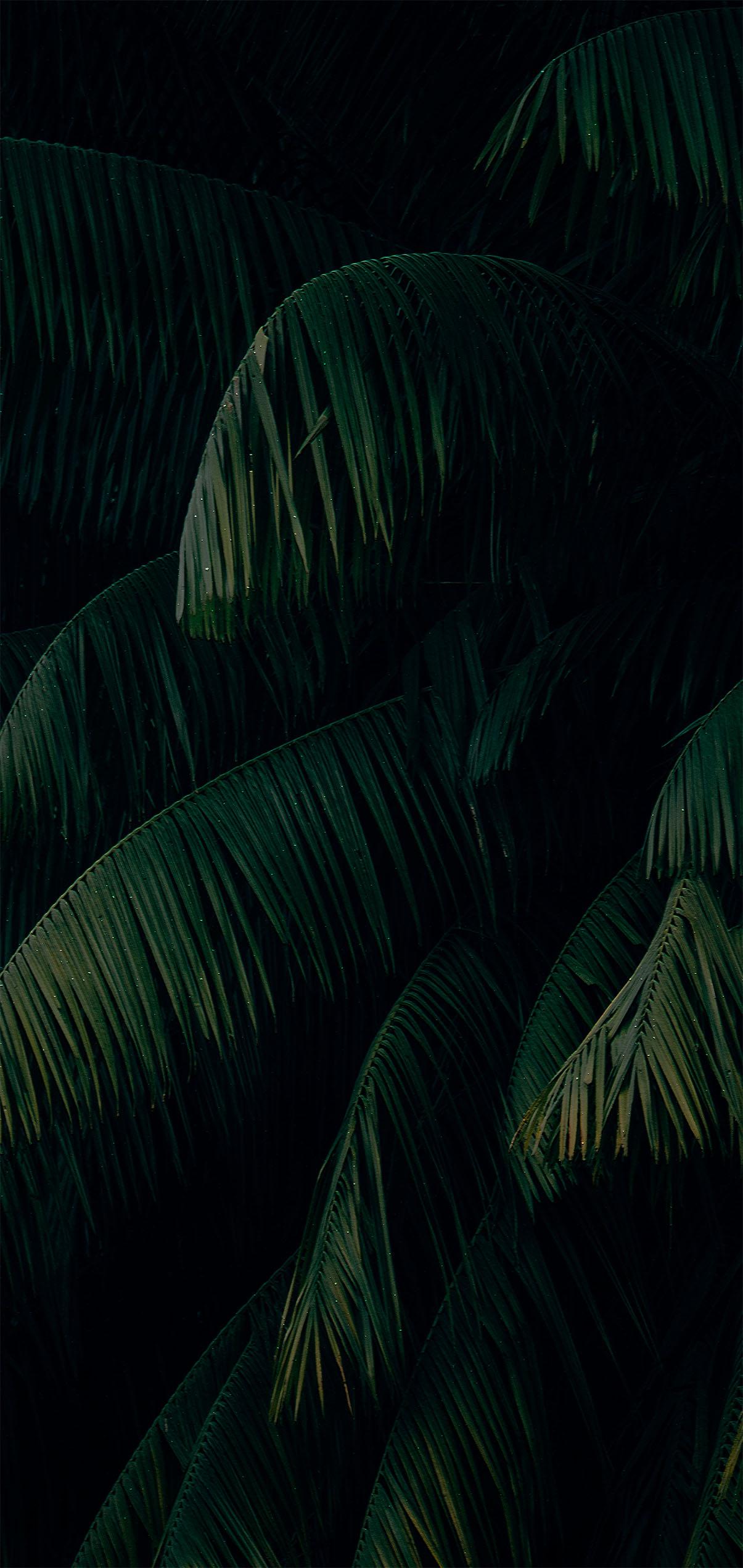 1205x2544 wallpaper iphone palm leaves
