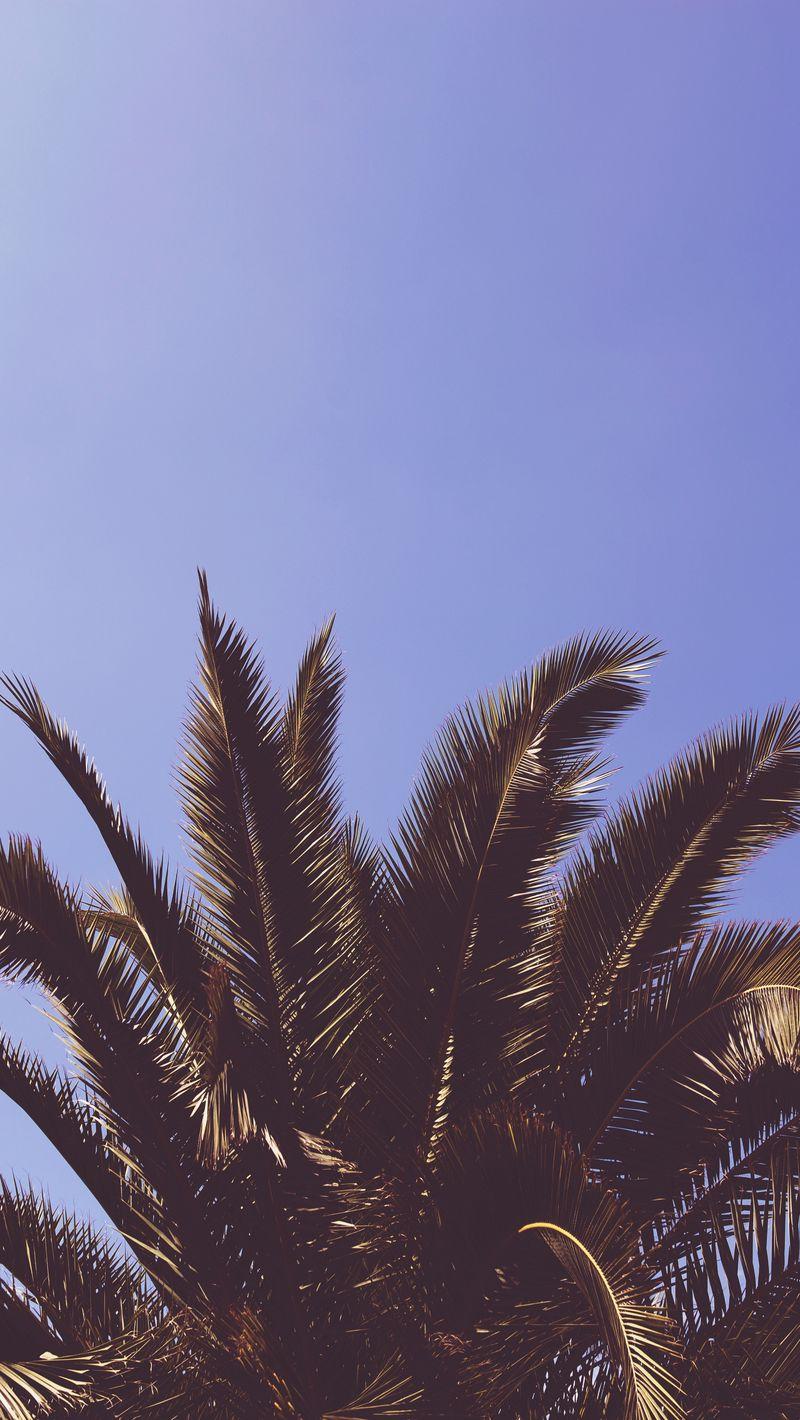 800x1420 Download Wallpaper 800x1420 Palm, Tree, Leaves Iphone Se 5s 5c 5 For Parallax HD Background