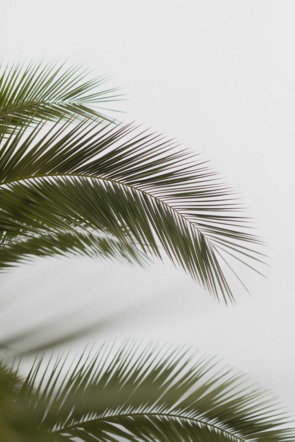1000x1500 Palm Tree Background Wallpaper