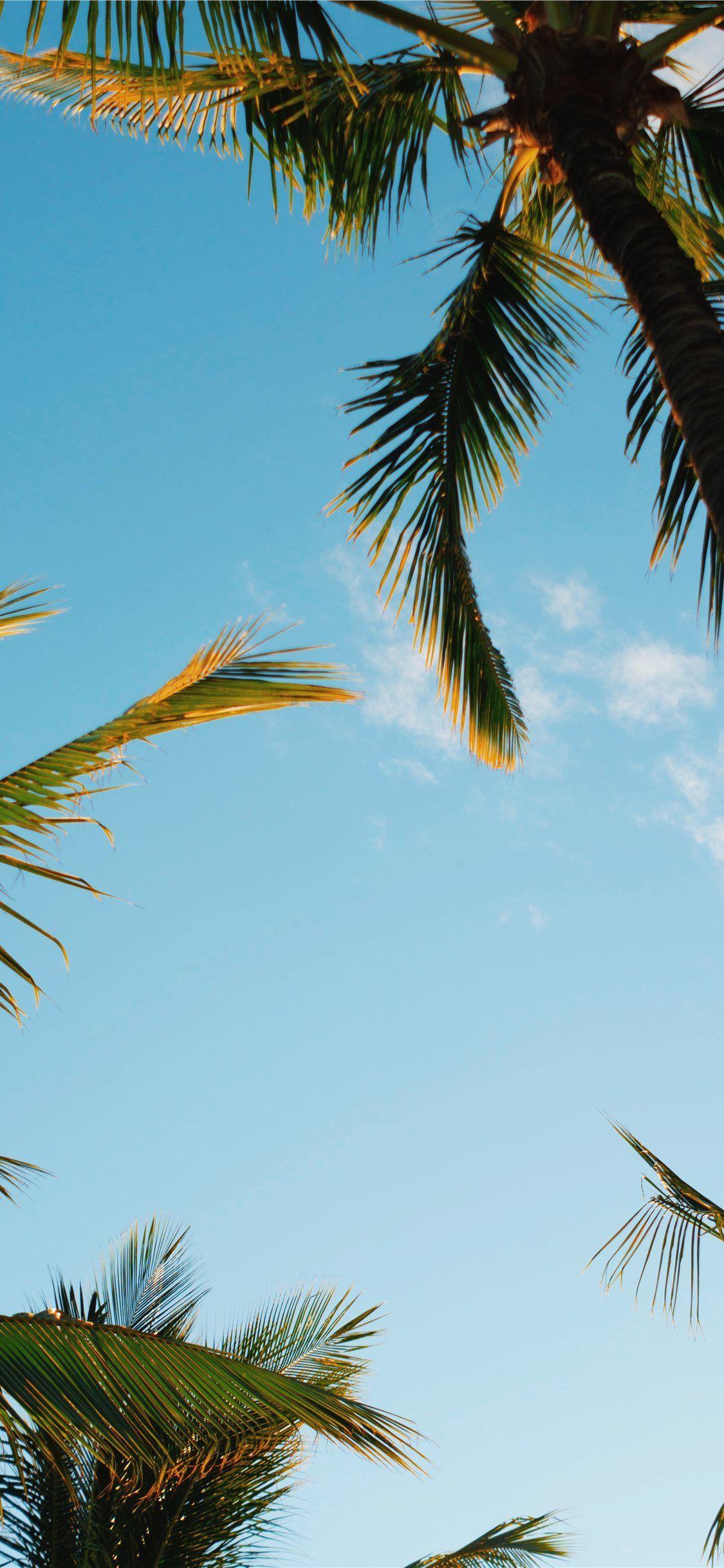 1125x2436 iPhone 4k Palm Trees Wallpaper
