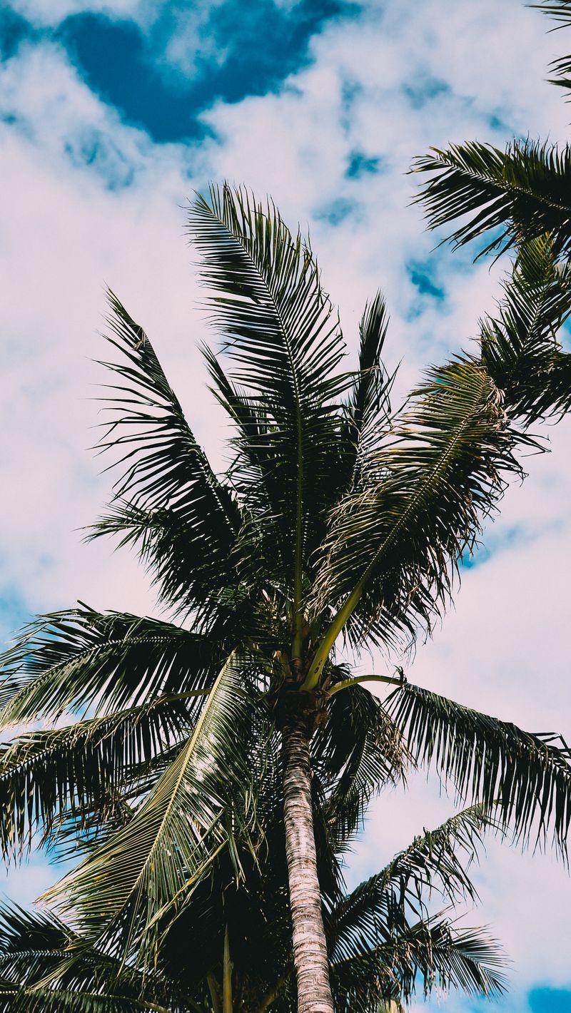 800x1420 Download Wallpaper 800x1420 Palms, Tree, Leaves, Sky Iphone Se 5s 5c 5 For Parallax HD Background