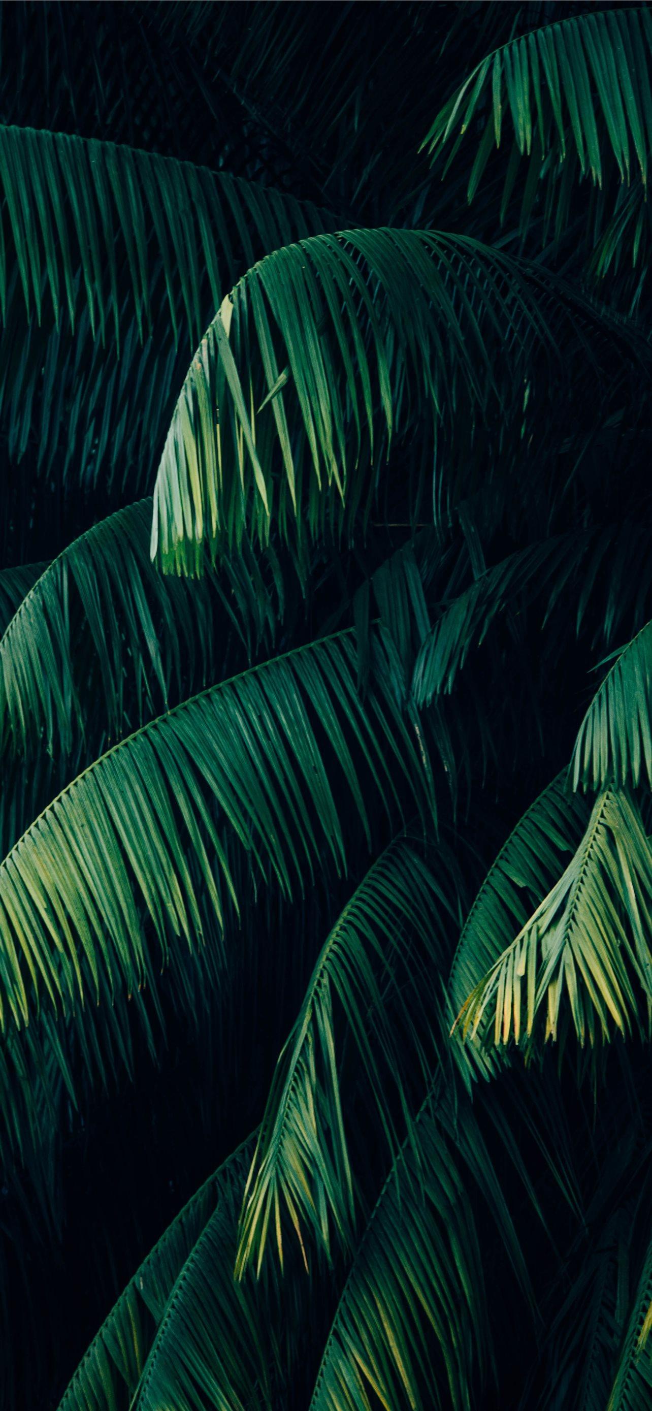 1284x2778 palm trees iPhone 12 Wallpaper Free Download