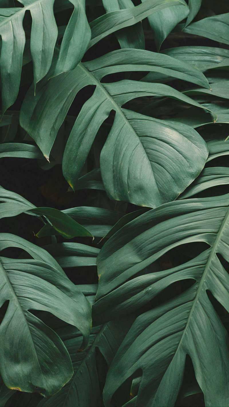 800x1420 Free Leaves iPhone Wallpaper Downloads, Leaves iPhone Wallpaper for FREE