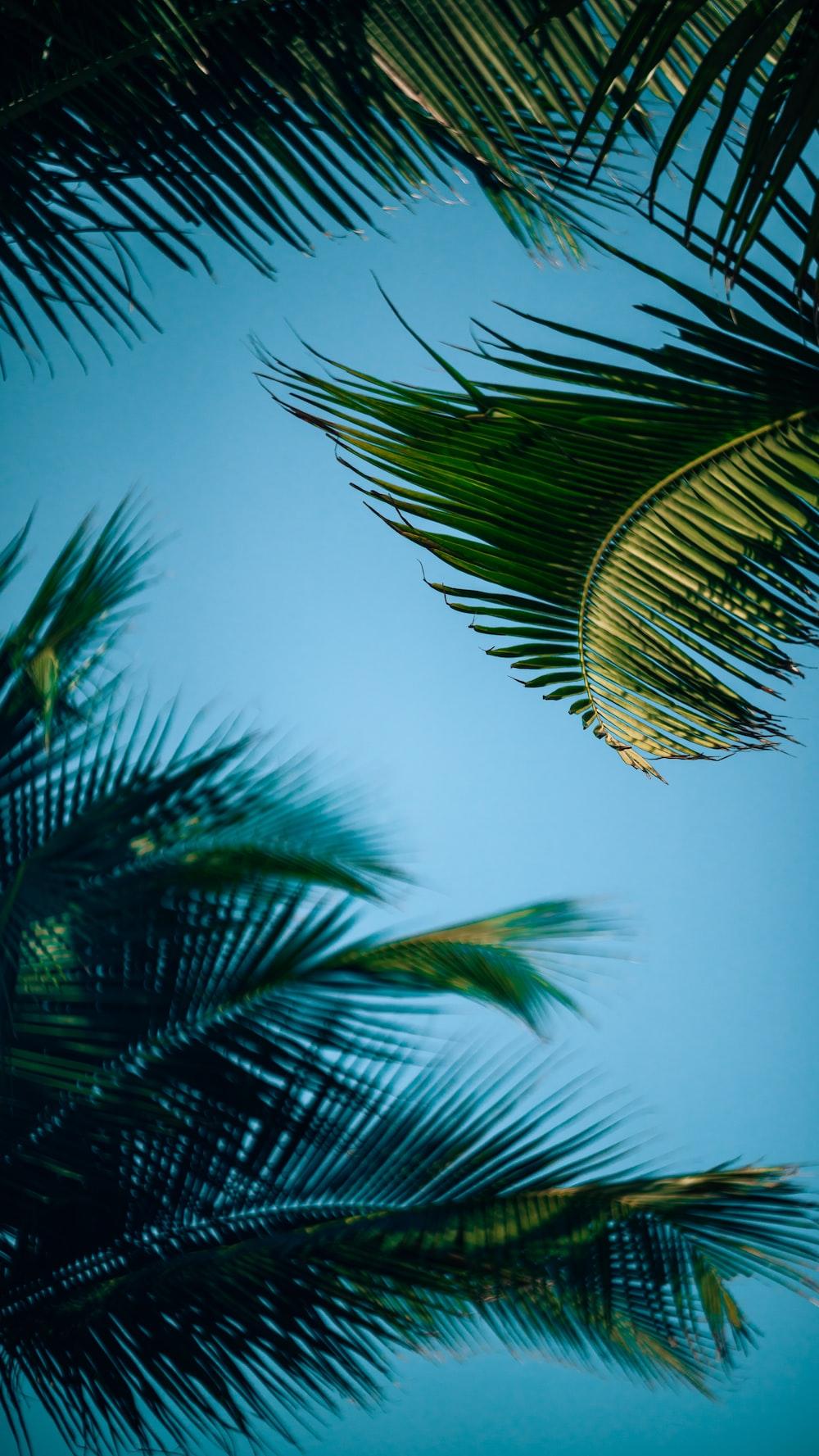 1000x1777 green palm tree under blue sky during daytime photo