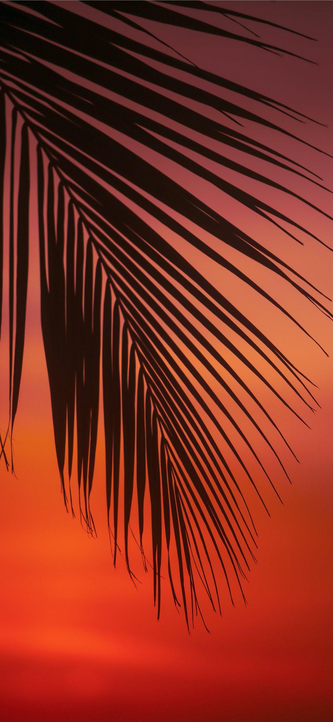 1125x2436 palm tree leaf iPhone X Wallpaper Free Download