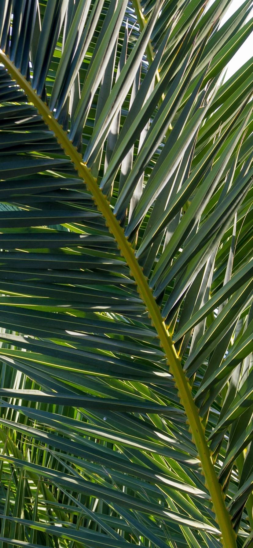828x1792 Palm Tree Leaves, Plants 1080x1920 IPhone 8 7 6 6S Plus Wallpaper, Background, Picture, Image
