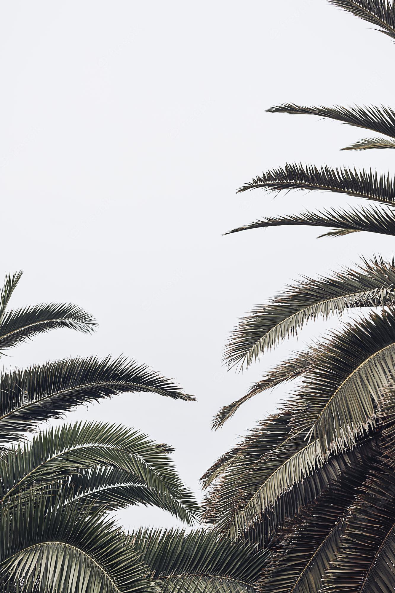 Palm Tree Leaves iPhone Wallpapers - Top Free Palm Tree Leaves iPhone ...