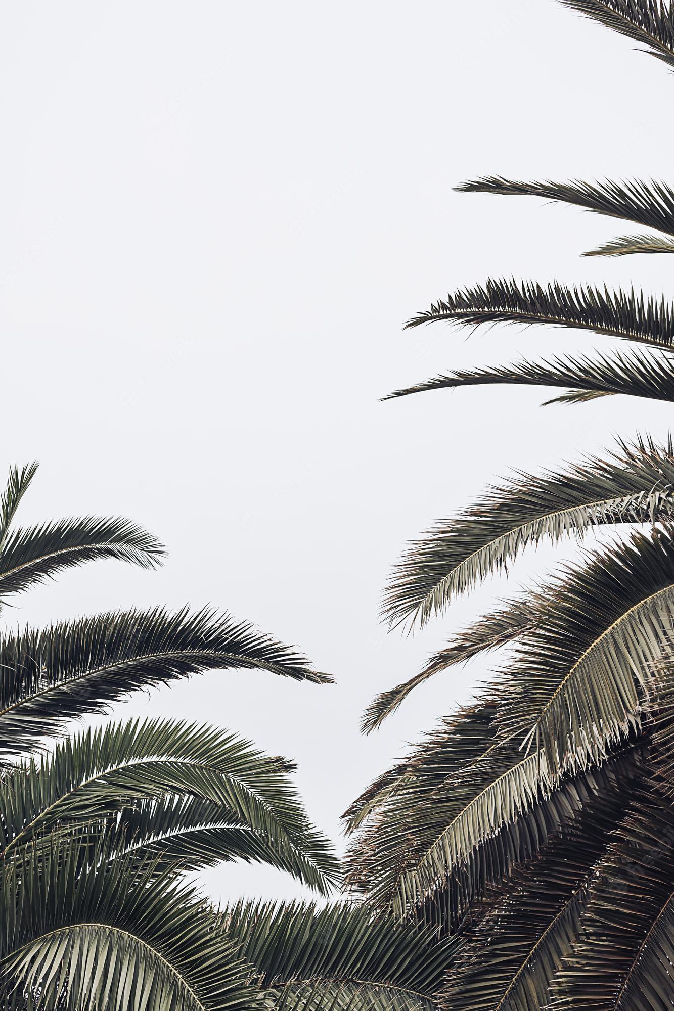 1333x2000 Premium Photo. Green palm leaves against white wall background on a sunny summer day minimal floral botany foliage concept idea vacation mock up travel inspiration tropical exotic plant