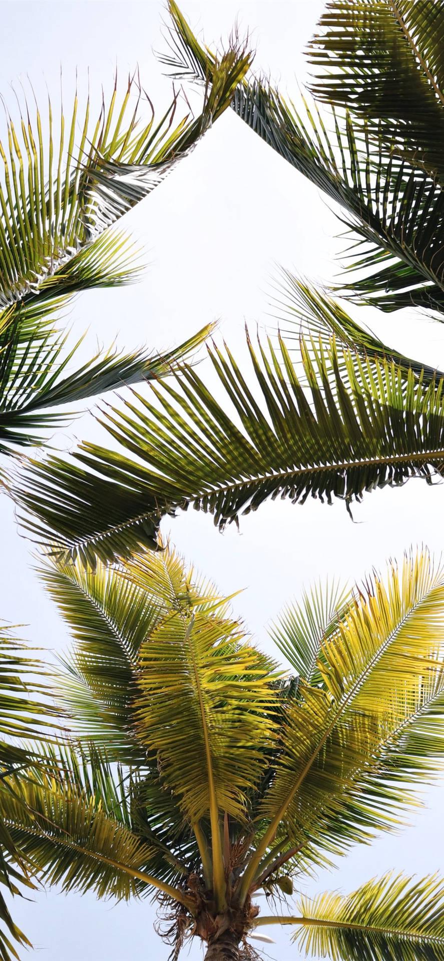 887x1920 Download Coconut Tree Leaves Wallpaper