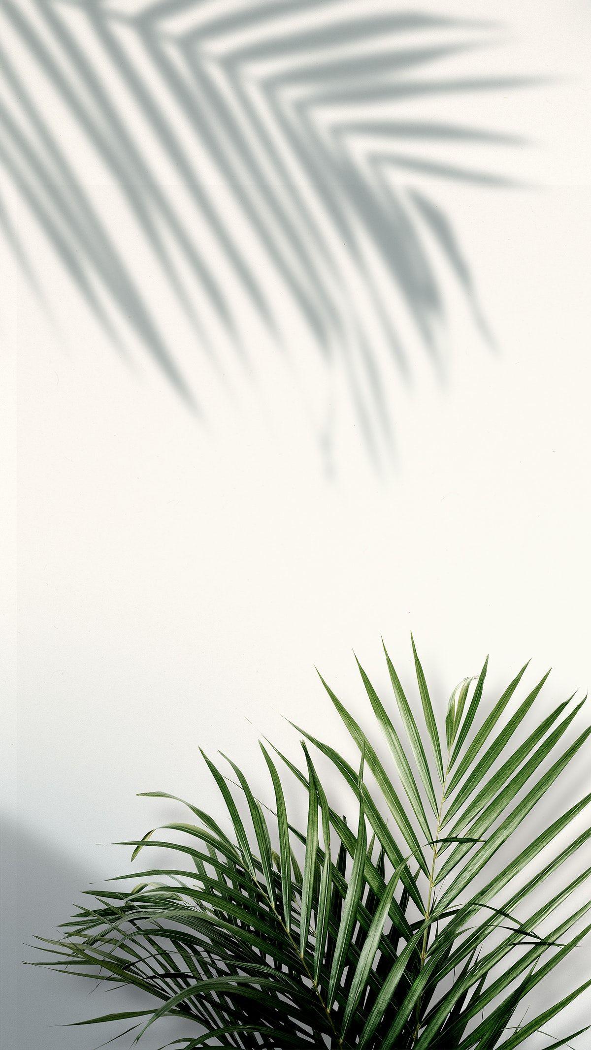 1200x2133 Palm leaf border design element on a white background. free image by rawpixel.com. Leaves wallpaper iphone, Green aesthetic, Phone wallpaper image