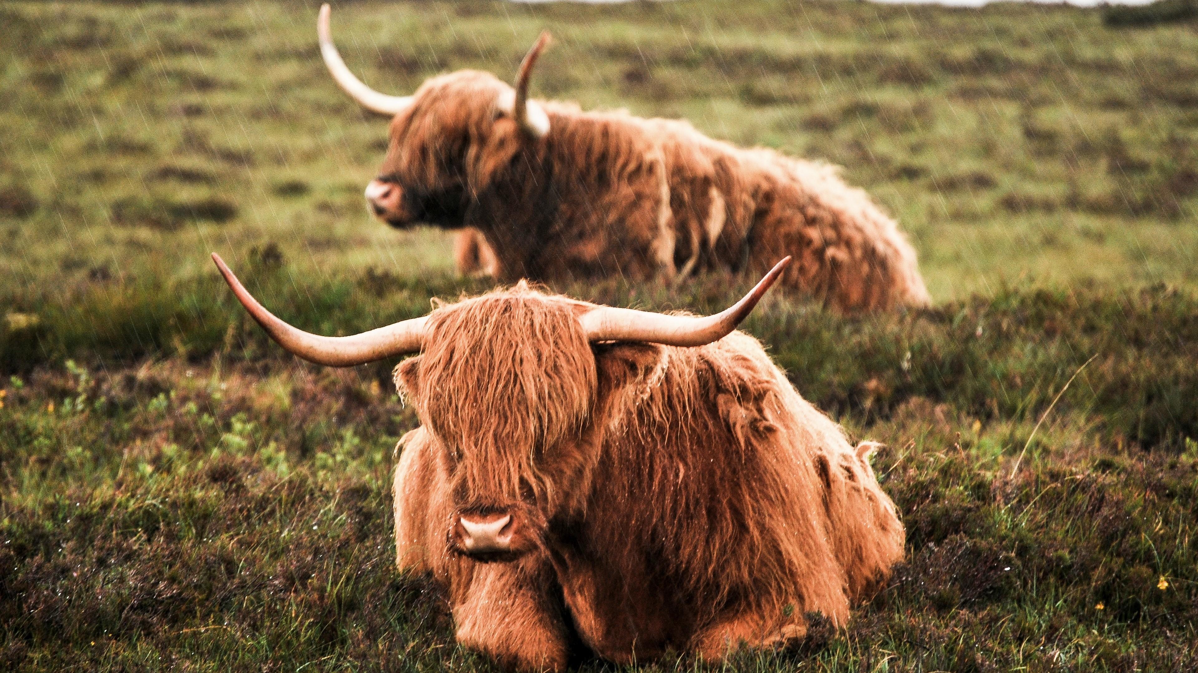 3840x2160 Cow, Highland Cattle, Rain 4k Gallery HD Wallpaper