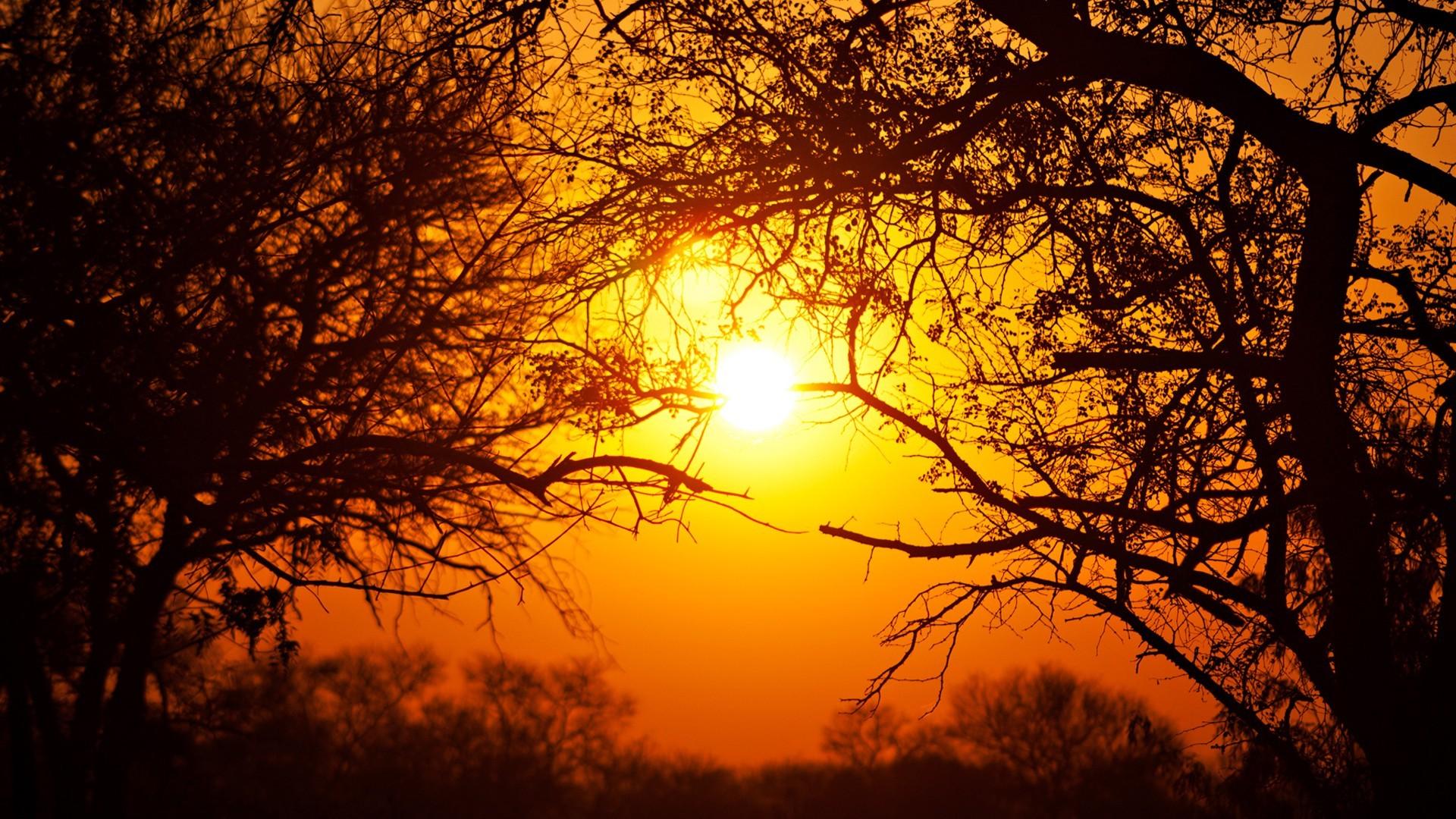 1920x1080 South Africa, Nature, National Park, Sun, Trees Wallpaper HD / Desktop and Mobile Background