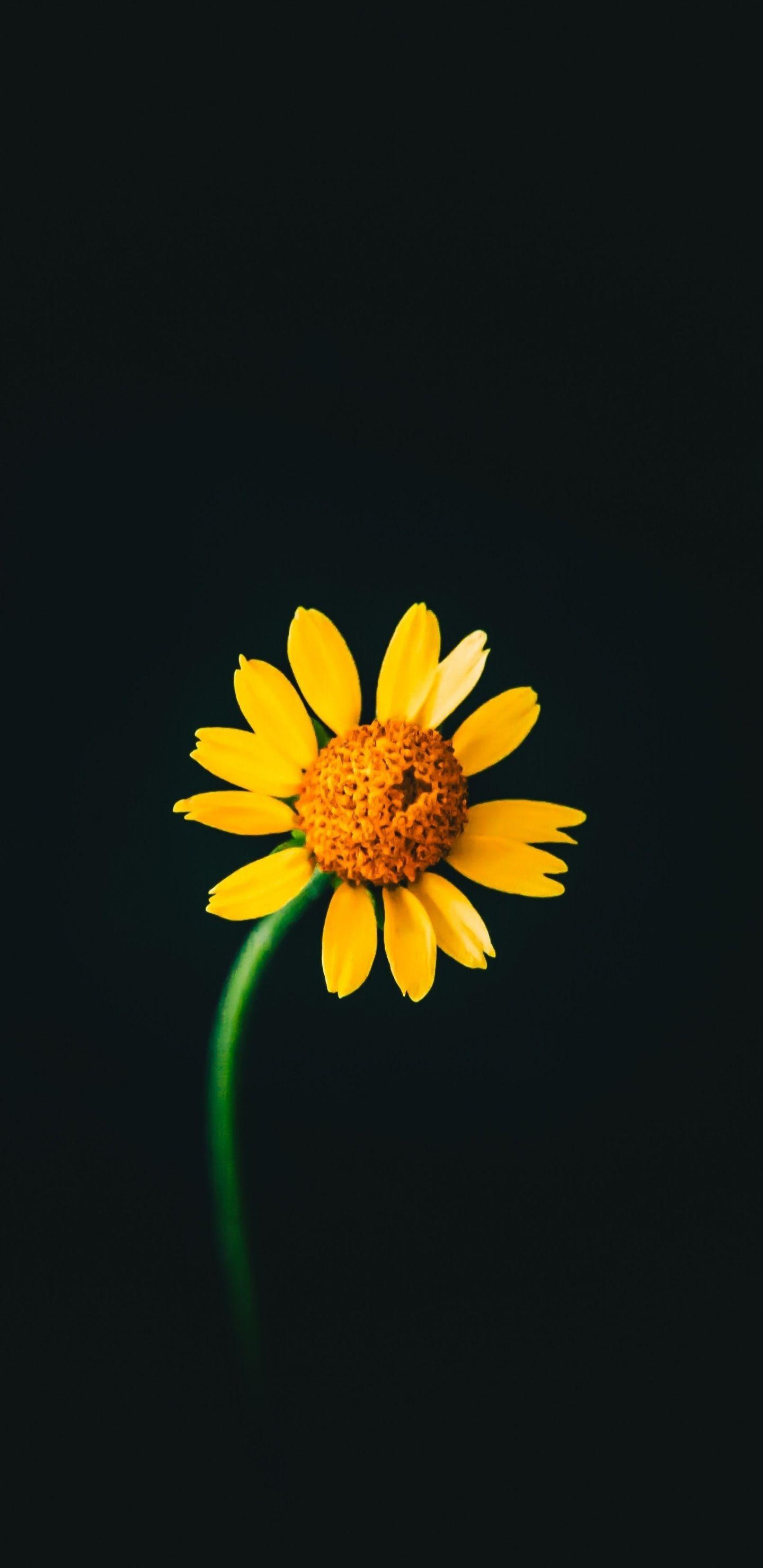 Black and Yellow Flower Wallpapers Top Free Black and Yellow Flower