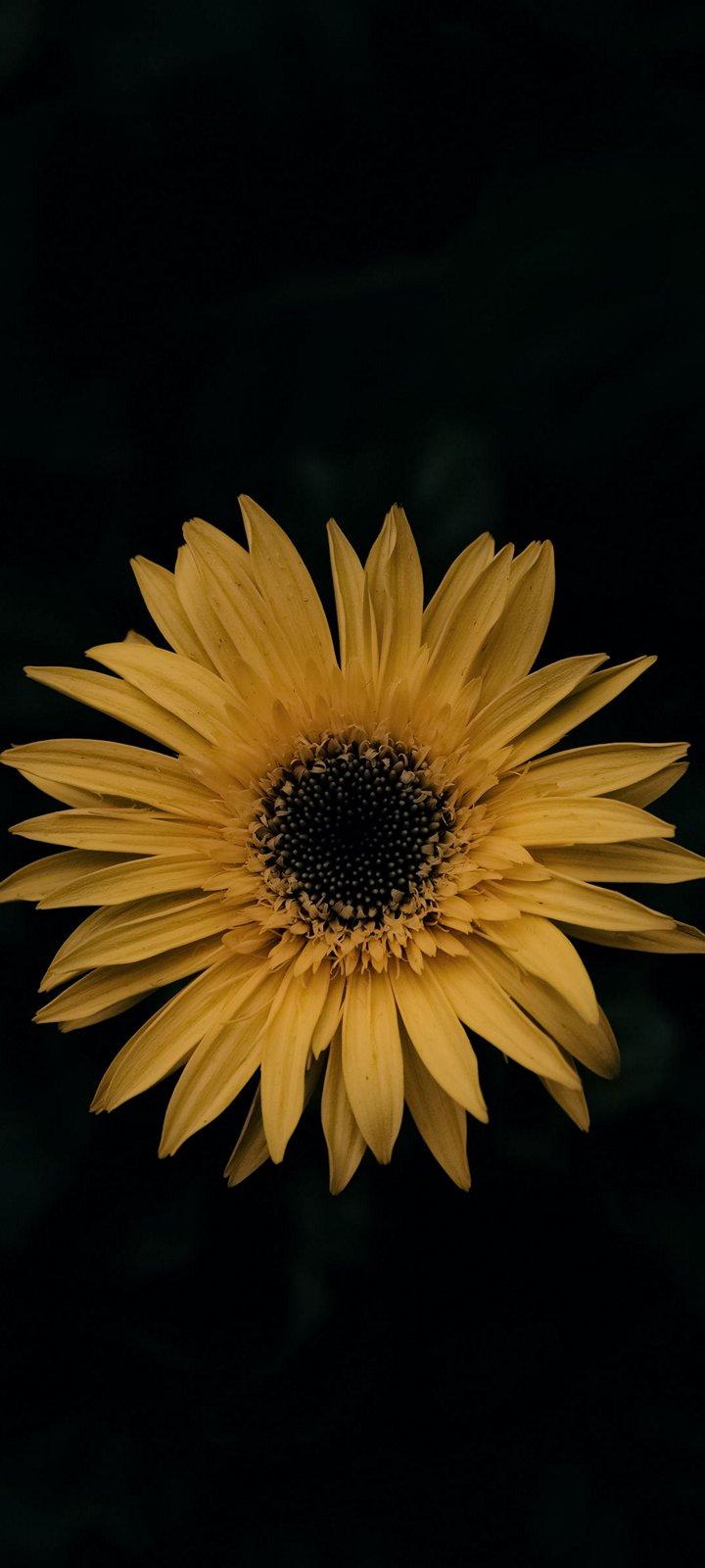 Black and Yellow Flower Wallpapers Top Free Black and Yellow Flower