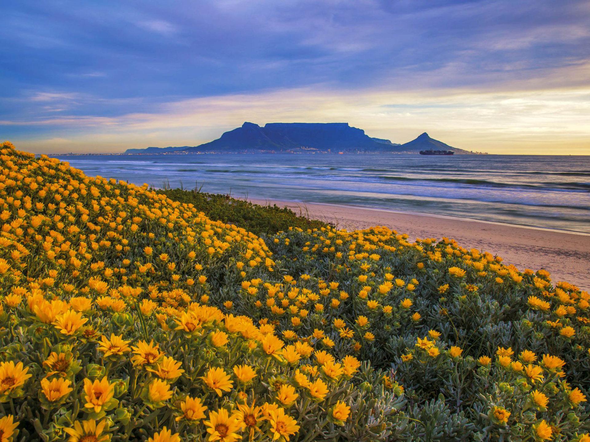 1920x1440 Spring Yellow Coastal Flowers Sandy Beach Sea Waves Cape Town South Africa Landscapes Nature :