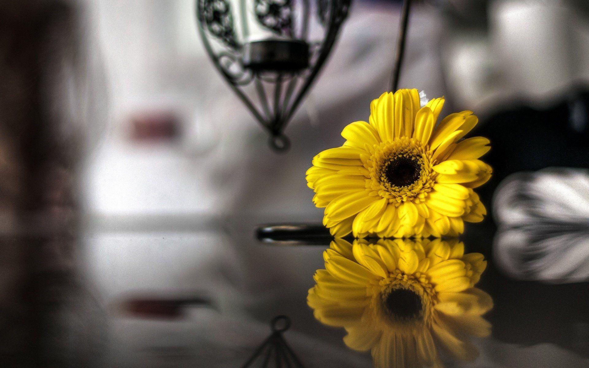 1920x1200 Black and white background for yellow flower.al.gov.br
