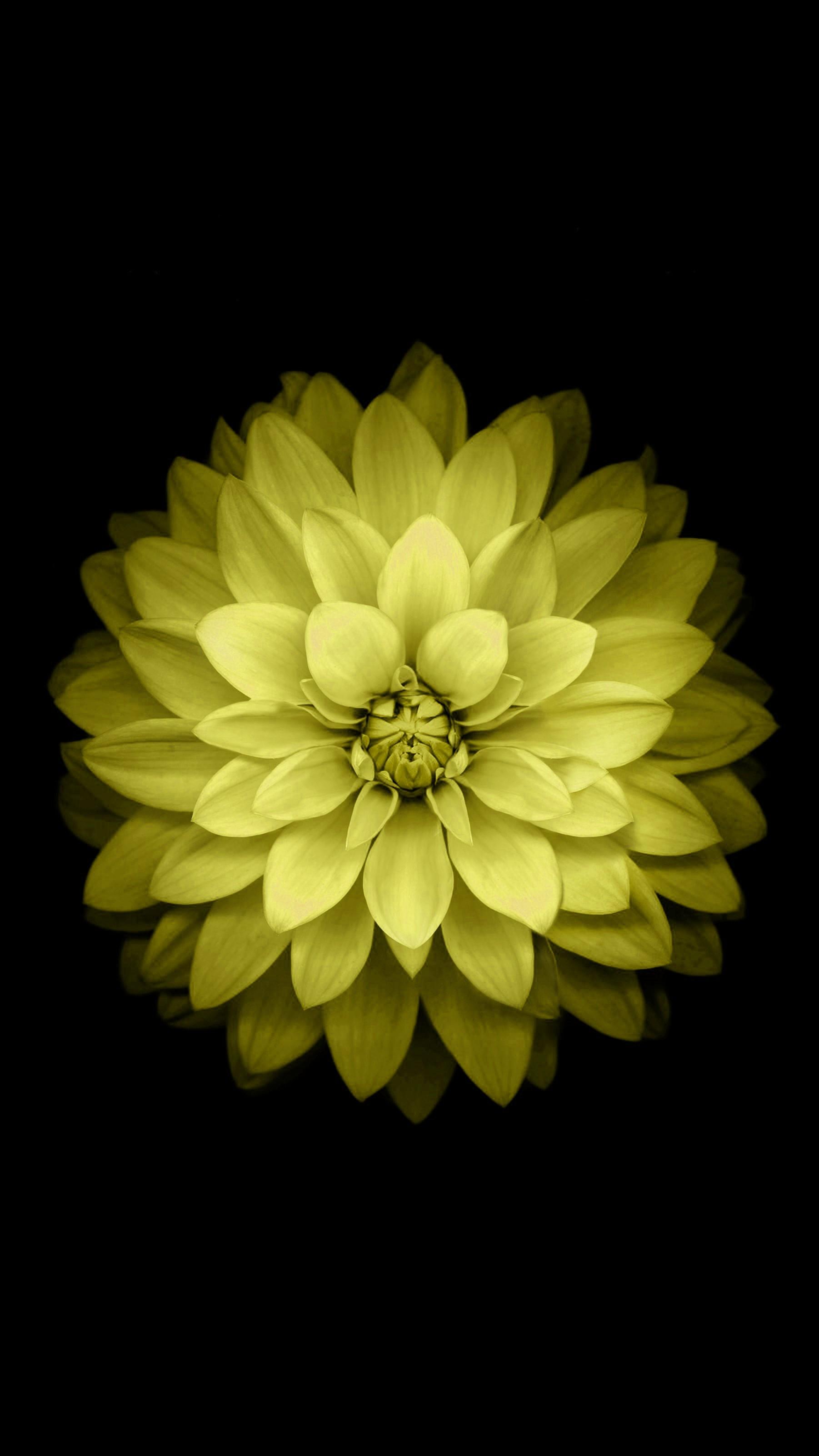 Black and Yellow Flower Wallpapers Top Free Black and Yellow Flower