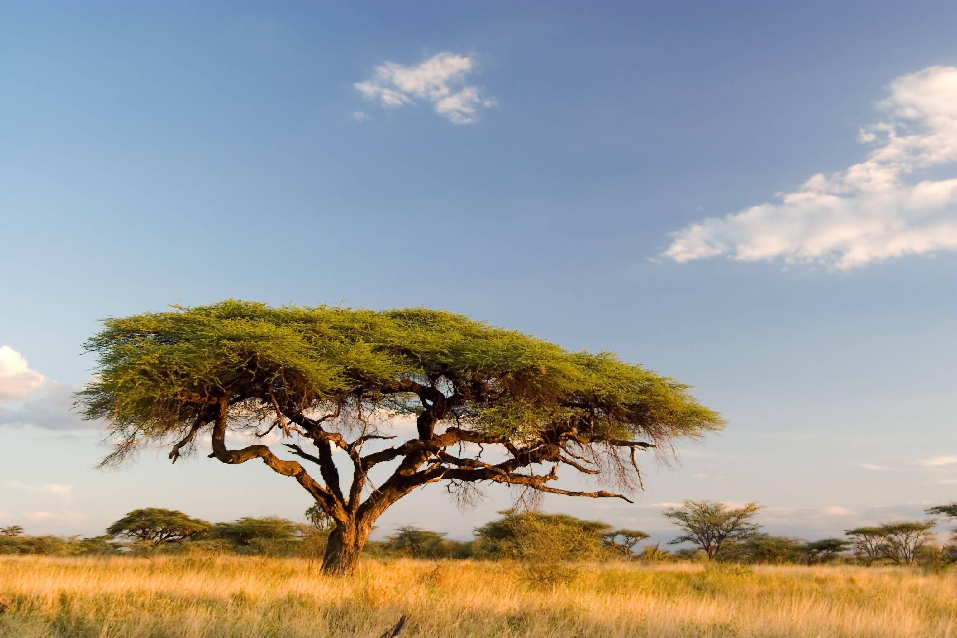 3072x2048 Download Large Acacia Trees In South Africa Wallpaper