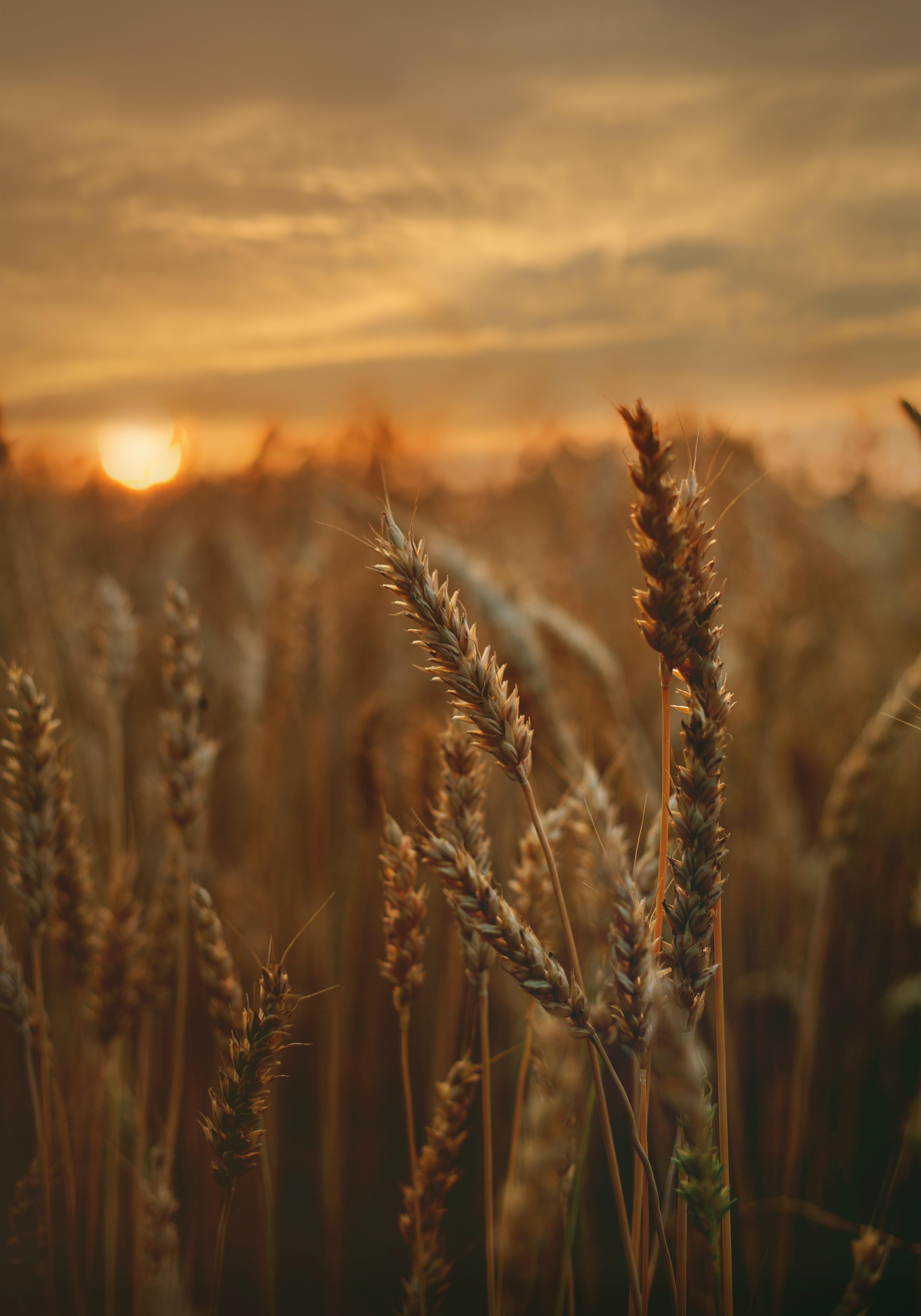 Wheat Fields Wallpapers - Top Free Wheat Fields Backgrounds ...