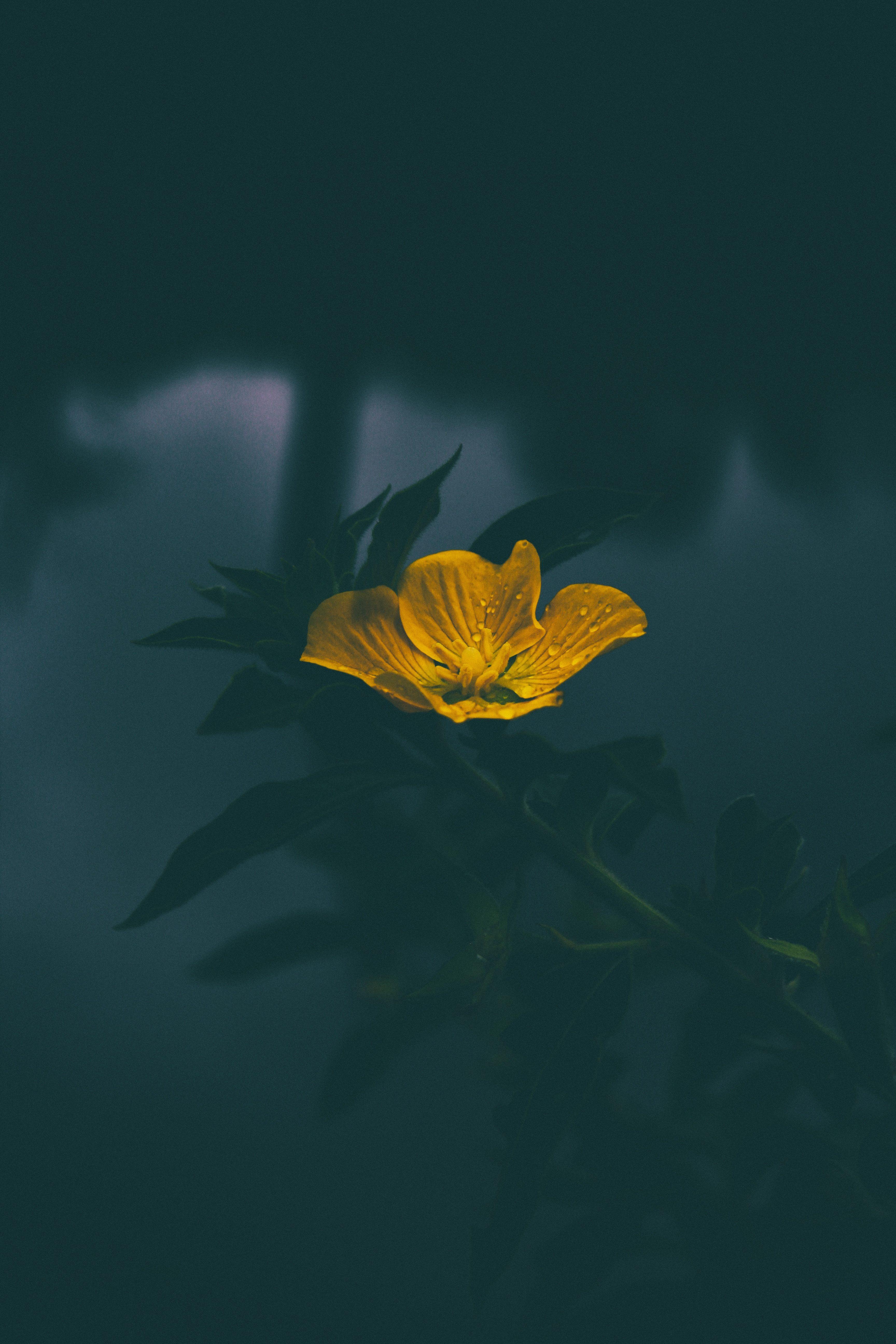 3456x5184 Yellow Flowers iPhone Wallpaper