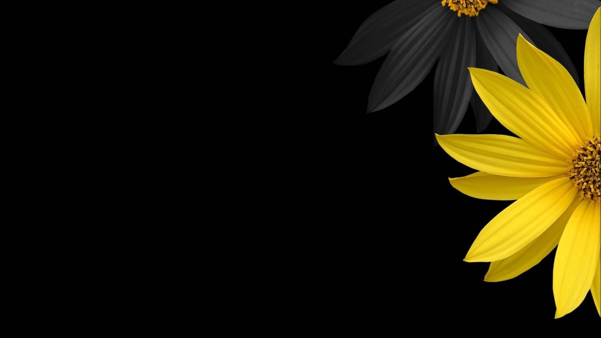 Black and Yellow Flower Wallpapers Top Free Black and Yellow Flower