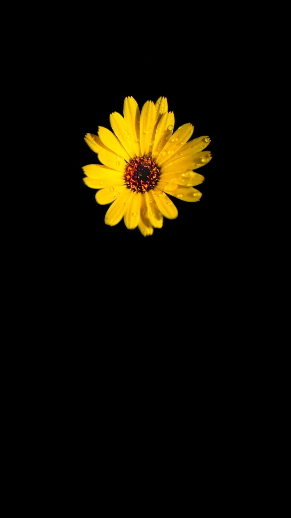 1000x1777 yellow flower with black background photo
