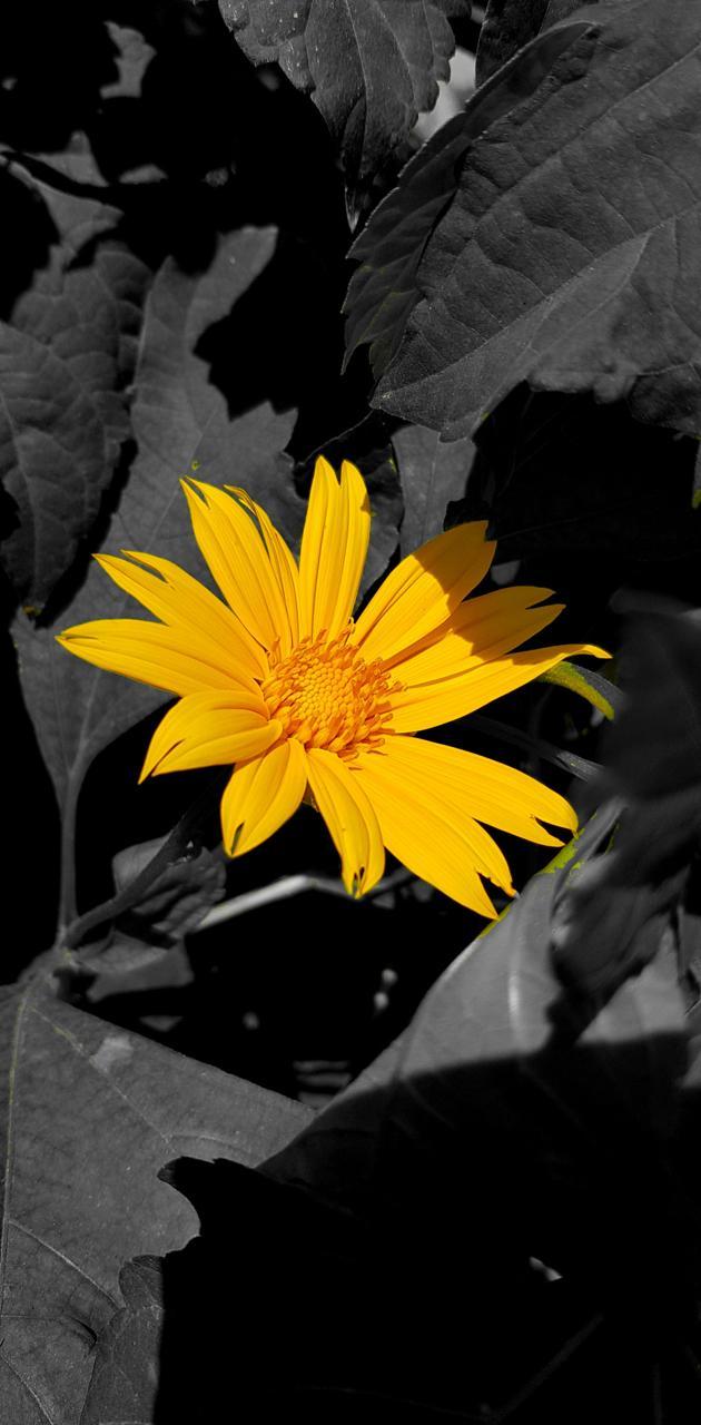 Black and Yellow Flower Wallpapers Top Free Black and Yellow Flower