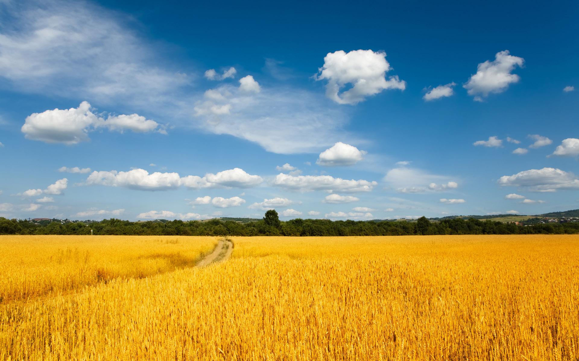 1920x1200 Fields Wallpaper