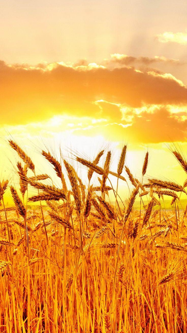 736x1308 Golden Wheat Field At Sunset HD wallpaper for Galaxy S5. Field wallpaper, Nature iphone wallpaper, Stock wallpaper