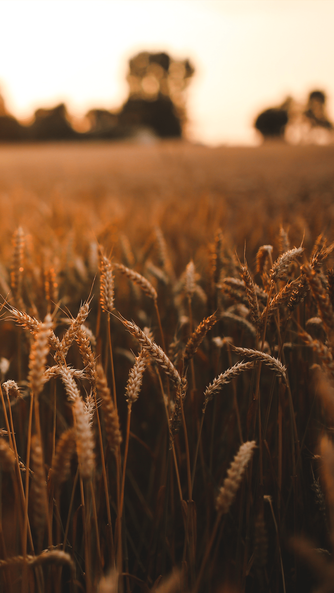 Wheat Fields Wallpapers Top Free Wheat Fields Backgrounds