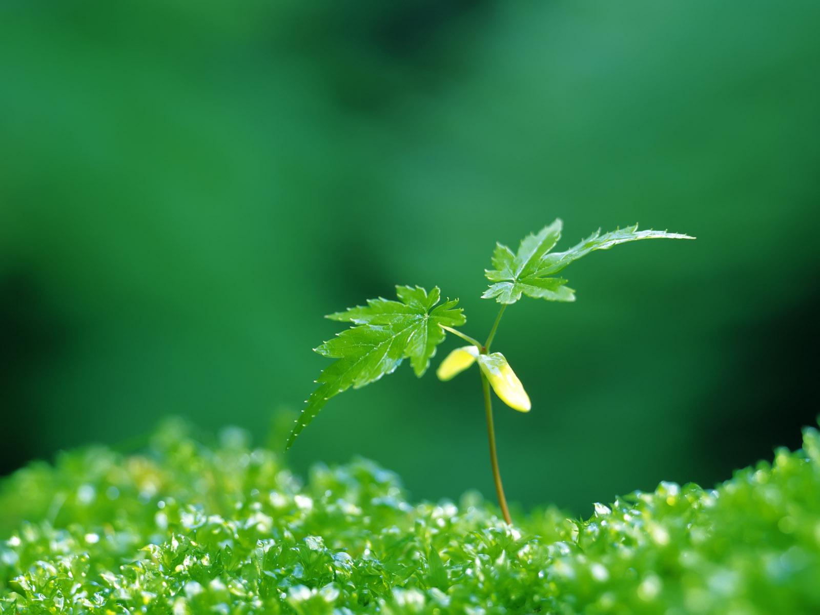1600x1200 Plant green shoots eye computer desktop wallpaper 07
