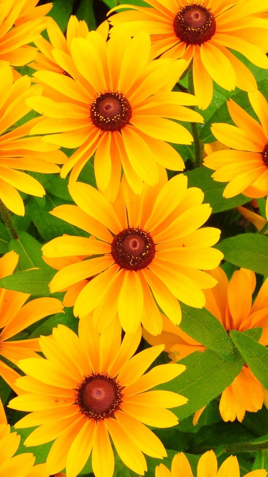 938x1668 Bright Yellow Flower Wallpaper