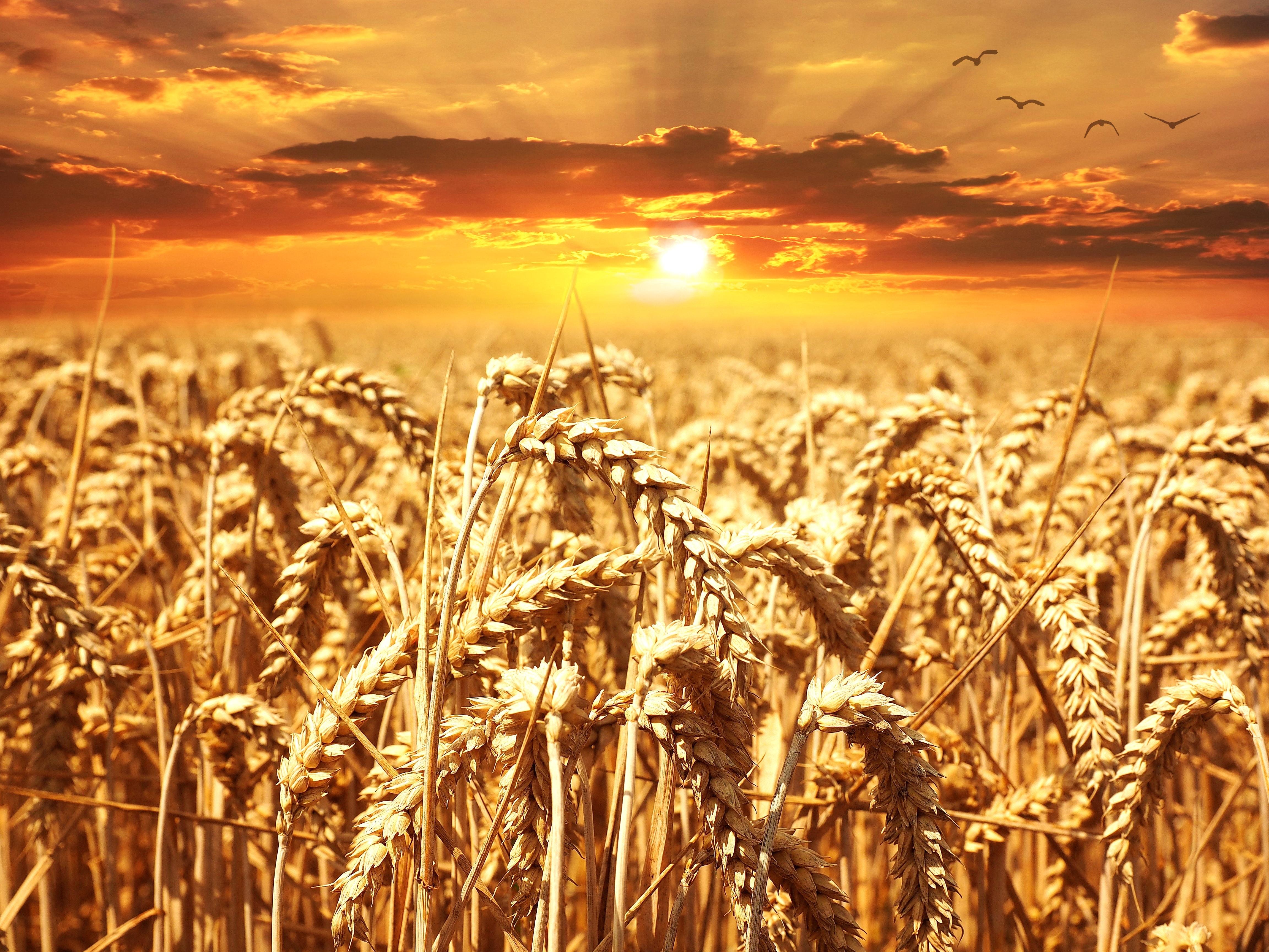 4608x3456 Wheat Photo, Download The BEST Free Wheat & HD Image