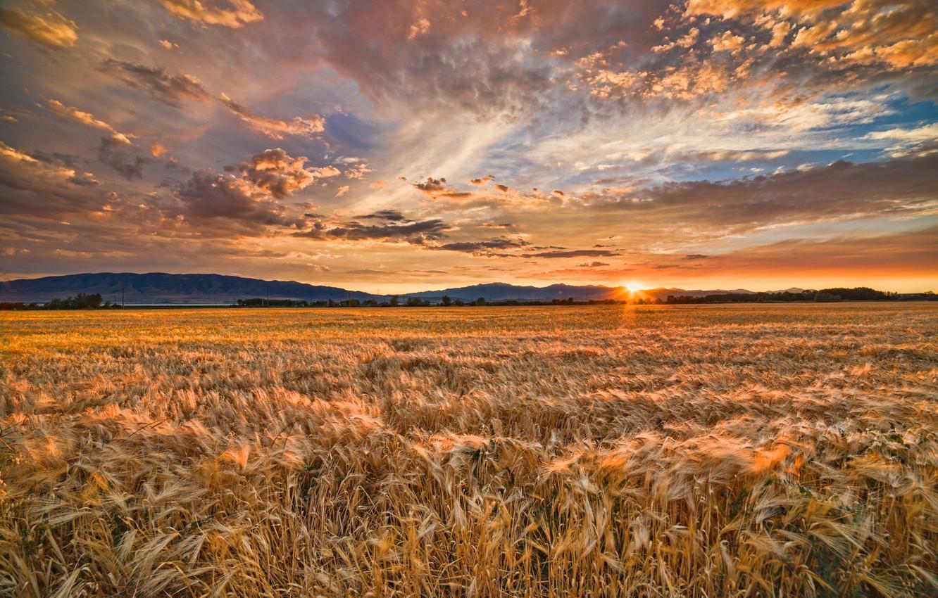 1332x850 Wallpaper wheat, field, summer, sunset image for desktop, section пейзажи