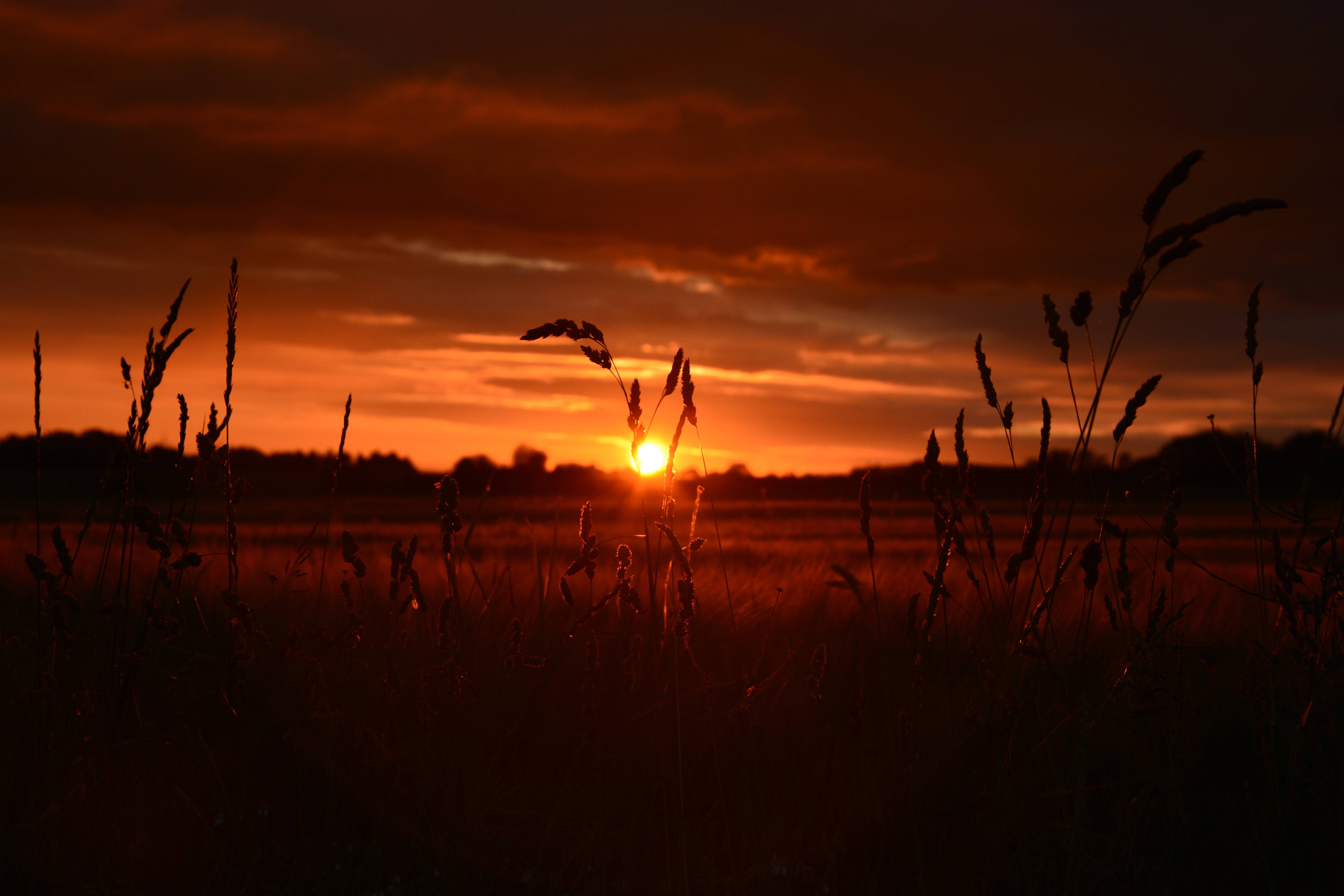 6000x4000 Orange Wheat Field Sunset 5k, HD Nature, 4k Wallpaper, Image, Background, Photo and Picture