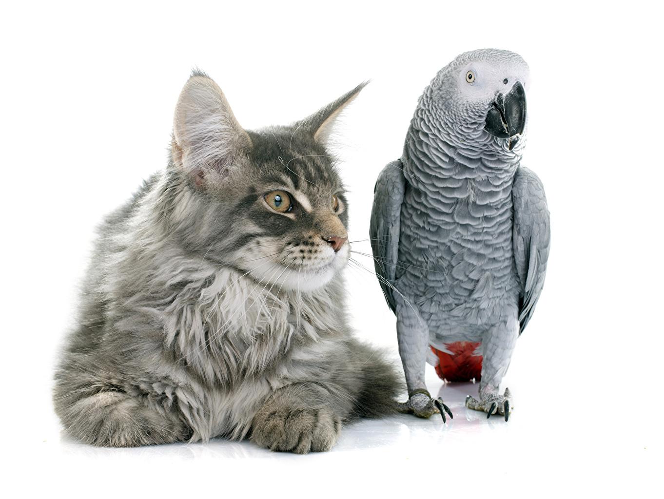 Cat and Bird Wallpapers - Top Free Cat and Bird Backgrounds ...