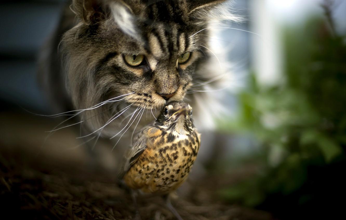 1332x850 Wallpaper cat, background, bird image for desktop, section животные