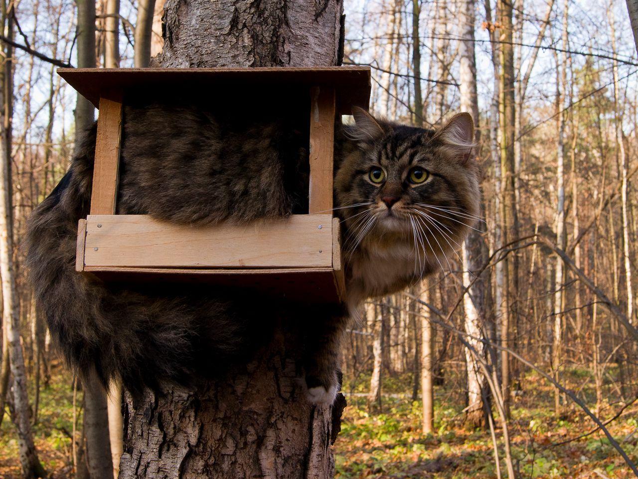 1280x960 Download Wallpaper 1280x960 Cat, Bird House, Sit, Funny, Tree, Forest, Furry Standard 4:3 HD Background