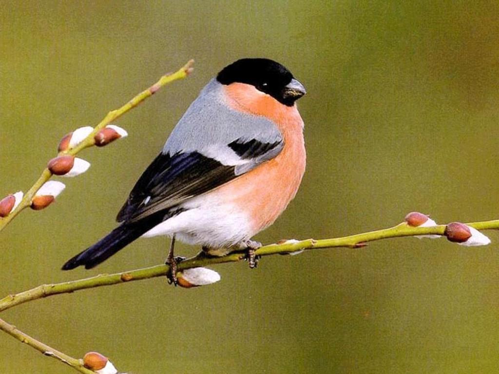 1024x768 Free download The Cat HD Desktop Birds Wallpaper Beautiful Birds Wallpaper [1024x768] for your Desktop, Mobile & Tablet. Explore Bird Wallpaper. Blue Bird Wallpaper, Angry Bird Wallpaper, Phoenix Bird Wallpaper